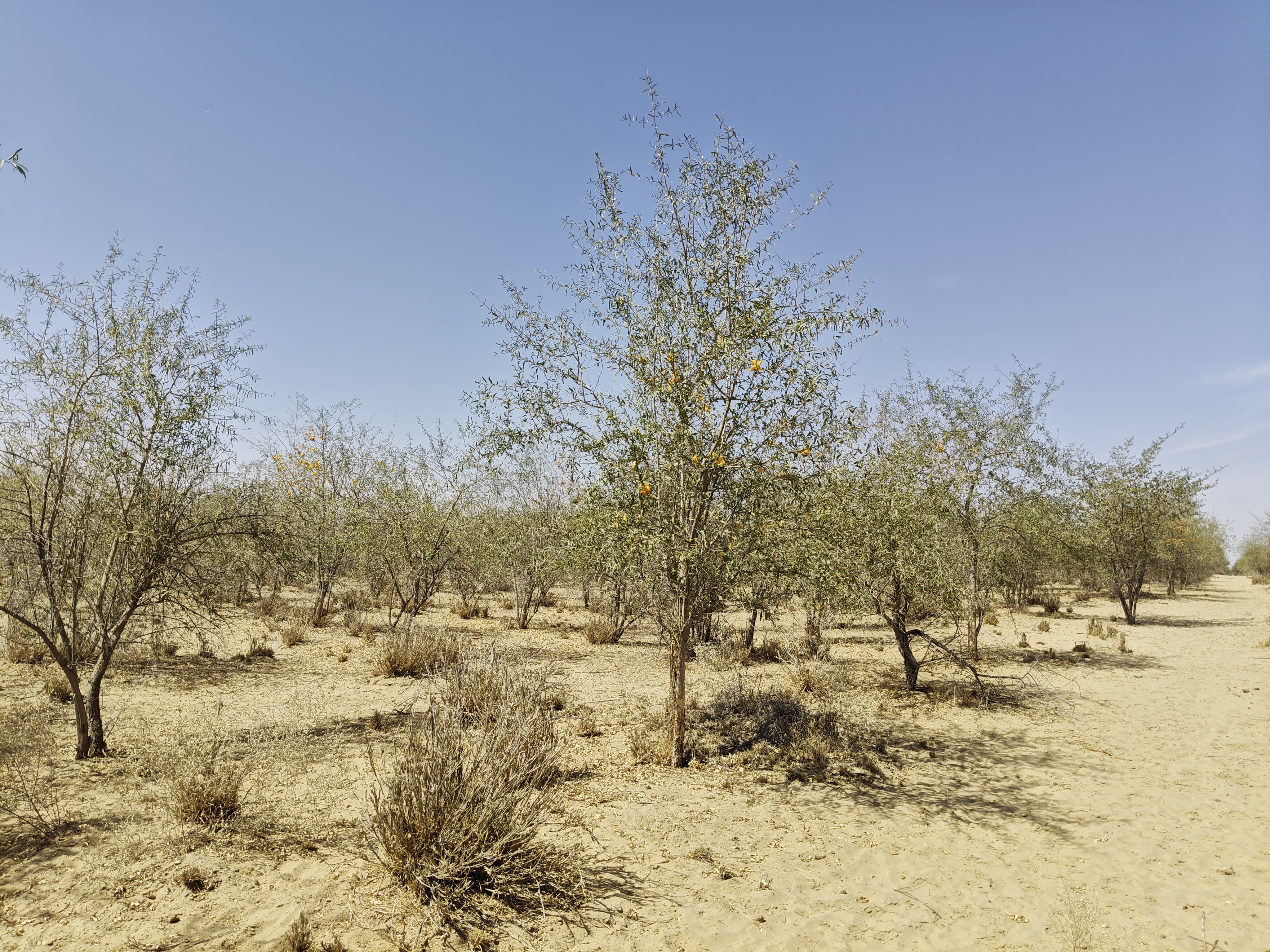 Compensatory Afforestation